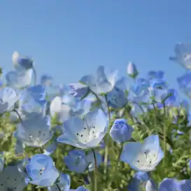 m.wadazumi